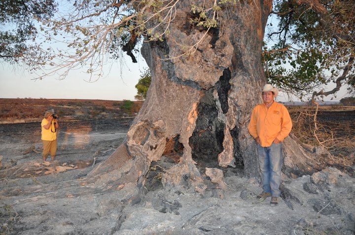 Rio Grande Cottonwood-Recent